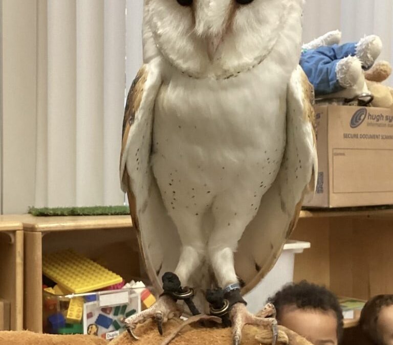 Birds of Prey Visit at Little Hayes Nursery School