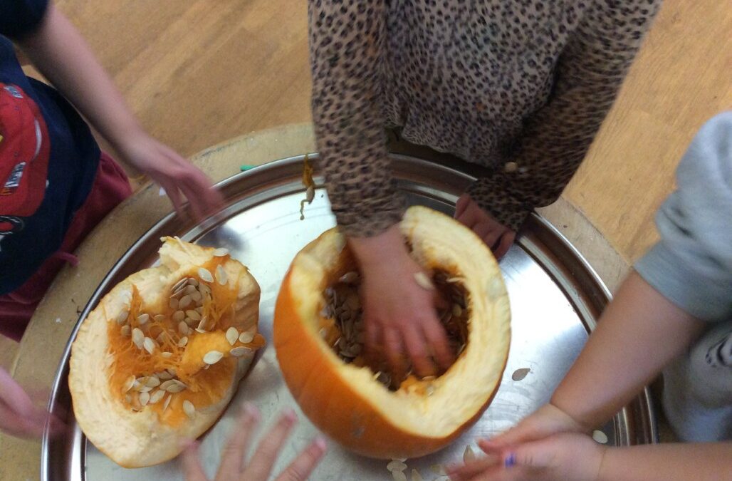 Exploring Pumpkins in Orange Group at Redcliffe Nursery School
