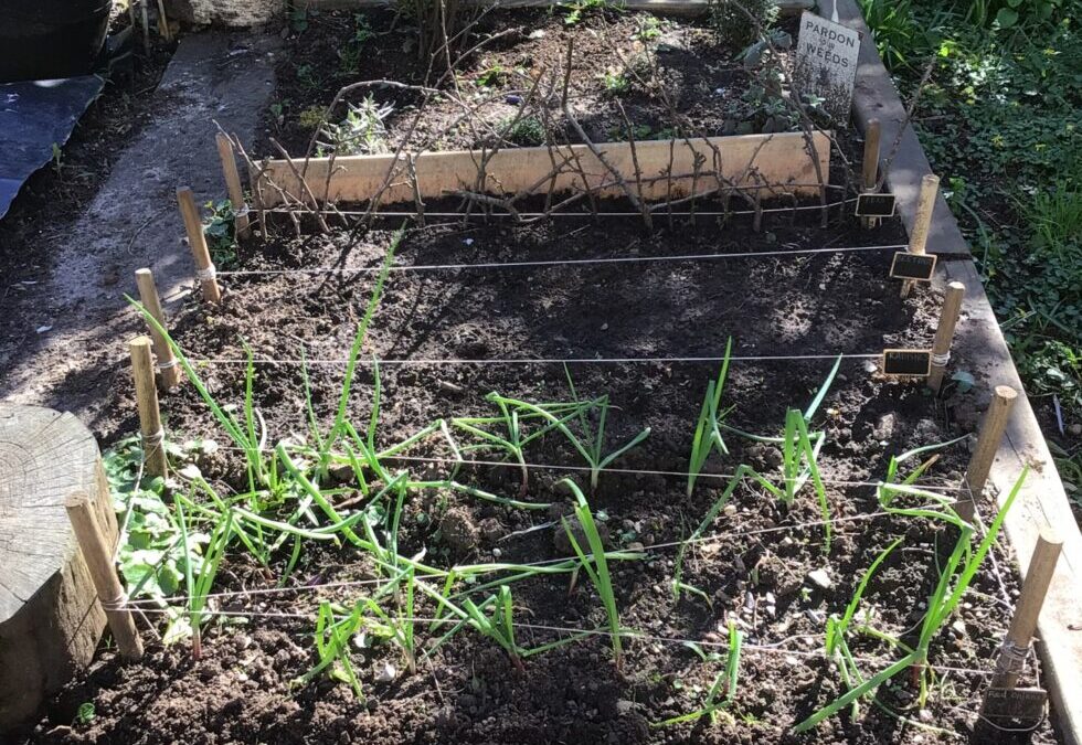 Planting Progress at The Limes Nursery School Supports Hands‑On Early Years Learning