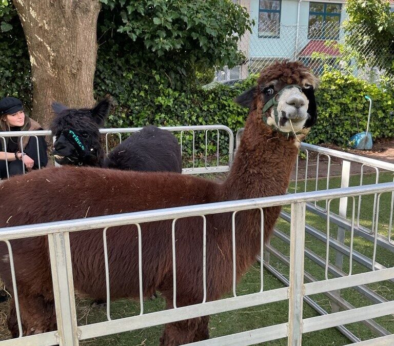 Red Room Children at The Limes Enjoy a Visit from Farm Animals