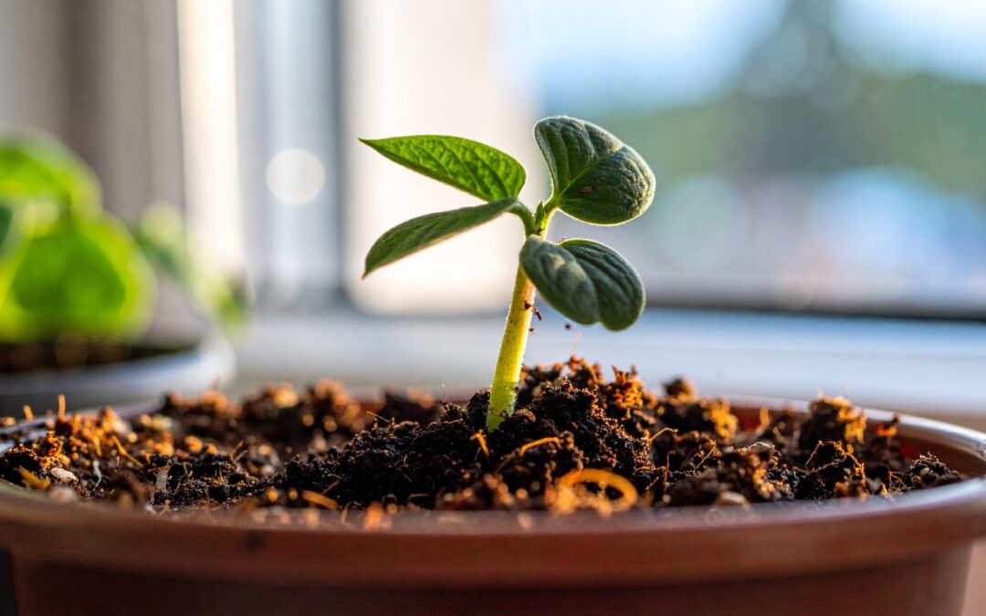 Giants, Beans, Butterflies and Growing Skills: Term 5 at Fox Room, Knowle West Nursery School